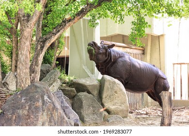 Higashiyama Zoo, Nagoya City, Aichi Prefecture Indian Rhinoceros