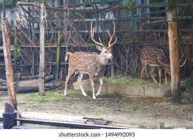 Higashiyama,nagoya, Japan. 9/1/2019 Deer In The Nagoya Zoo 