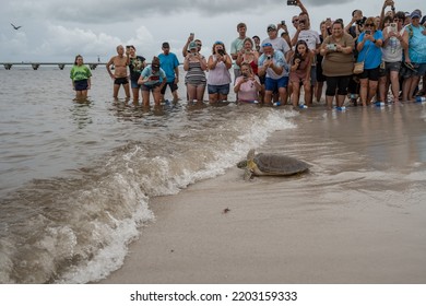 Higgs Beach, Key West, Florida, USA, 9172022, Green Sea Turtles Being Released Into The Sea After Being Treated At The Turtle Hospital In With Crowds Of People Watching The Release Of The Turtles