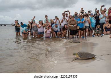 Higgs Beach, Key West, Florida, USA, 9172022, Green Sea Turtles Being Released Into The Sea After Being Treated At The Turtle Hospital In With Crowds Of People Watching The Release Of The Turtles