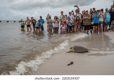 Higgs Beach, Key West, Florida, USA, 9172022, Green Sea Turtles Being Released Into The Sea After Being Treated At The Turtle Hospital In With Crowds Of People Watching The Release Of The Turtles