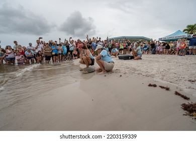 Higgs Beach, Key West, Florida, USA, 9172022, Green Sea Turtles Being Released Into The Sea After Being Treated At The Turtle Hospital In With Crowds Of People Watching The Release Of The Turtles