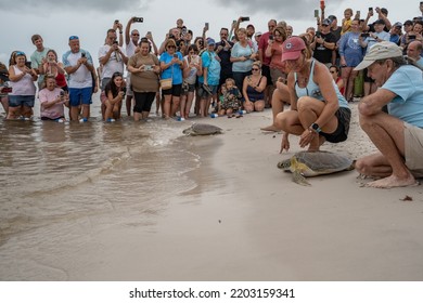 Higgs Beach, Key West, Florida, USA, 9172022, Green Sea Turtles Being Released Into The Sea After Being Treated At The Turtle Hospital In With Crowds Of People Watching The Release Of The Turtles