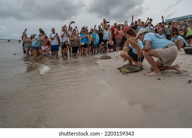 Higgs Beach, Key West, Florida, USA, 9172022, Green Sea Turtles Being Released Into The Sea After Being Treated At The Turtle Hospital In With Crowds Of People Watching The Release Of The Turtles