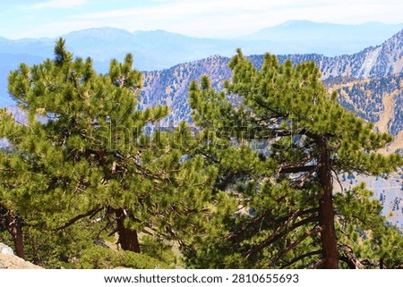 High altitude limber pine trees on a mountain slope overlooking alpine peaks taken at a coniferous forest within the San Gabriel Mountains in Mt Baldy, CA 