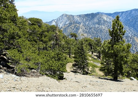 High altitude limber pine trees on a mountain slope overlooking alpine peaks taken at a coniferous forest within the San Gabriel Mountains in Mt Baldy, CA 
