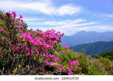 High Altitude Mountain Landscape With Blooming Rhododendrons