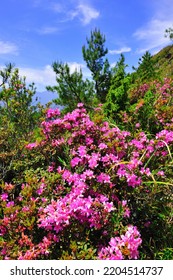 High Altitude Mountain Landscape With Blooming Rhododendrons