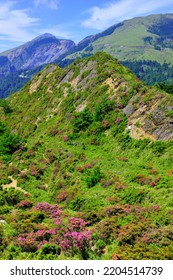 High Altitude Mountain Landscape With Blooming Rhododendrons