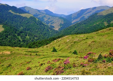 High Altitude Mountain Landscape With Blooming Rhododendrons