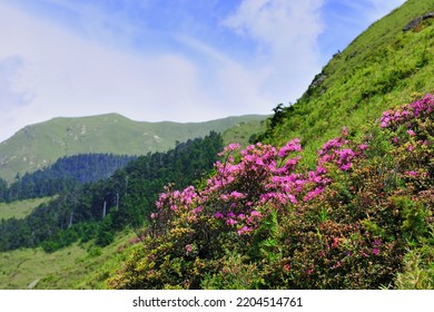 High Altitude Mountain Landscape With Blooming Rhododendrons