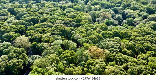 a high angle aerial view above green trees on a sunny day. They look like a large bunch of broccoli.