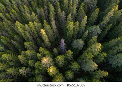 High Angle Aerial View Of Green Boreal Forest Aka Taiga Forest