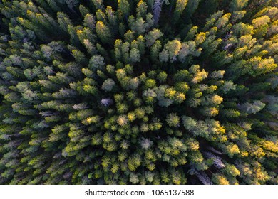 High Angle Aerial View Of Green Boreal Forest Aka Taiga Forest