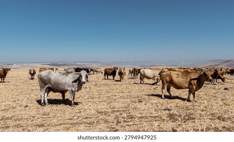 High Angle Aerial View of Numbered Cattle Herd on Harvested Agricultural Farmland