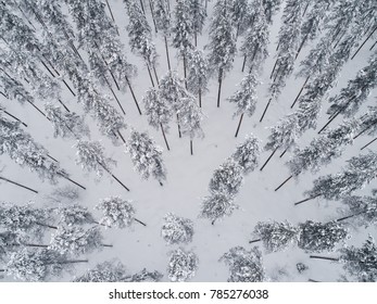 High Angle Aerial View Of Pine Forest Covered By Snow