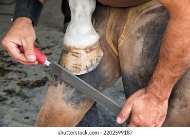 High angle of anonymous man in leather apron shaving off horse hoof with file before shoeing in daytime on ranch - Powered by Shutterstock