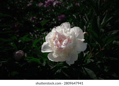 High angle close up of a beautiful single white peony flower with pale pink center blooming in a garden under direct sunlight against a dark moody green background. Low key floral concept with copy space.