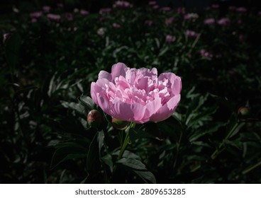 High angle close up of a beautiful single white peony flower with pale pink center blooming in a garden under direct sunlight against a dark moody green background. Low key floral concept with copy space.