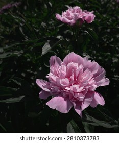 High angle close up of a beautiful single white peony flower with pale pink center blooming in a garden under direct sunlight against a dark moody green background. Low key floral concept with copy space.