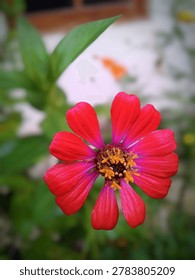 High angle close up of a bright red Zinnia elegans flower blooming with a golden yellow center in a lush green garden setting.