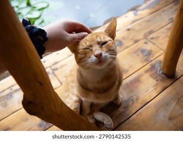 High angle close up of a cute ginger cat closed eyes squinting with pleasure while a human hand stroking its head on a wooden terrace background.