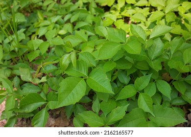 High Angle Close Up Of A Patch Of Poison Ivy Plants On A Sunny Day