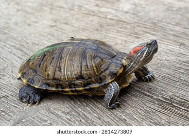 A high angle close up of a red eared slider turtle walking on a gray textured concrete floor in outdoor daylight