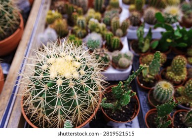 High angle close up shot of Echinocactus grusonii golden barrel cactus displayed among small potted succulents
