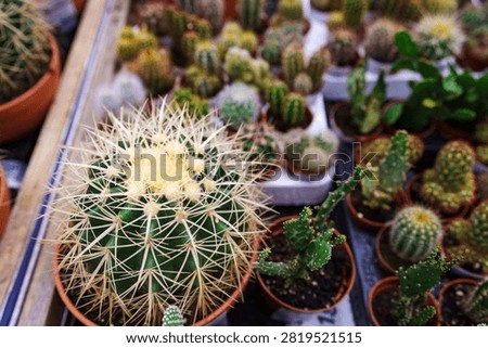 High angle close up shot of Echinocactus grusonii golden barrel cactus displayed among small potted succulents