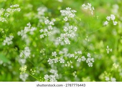 High angle close up shot of a tiny insect perched on celery flowers