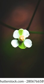 High angle close up of a tiny white and green wildflower blooming against a dark moody background.