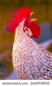 High Angle Close-Up of a Rooster Crowing Outdoors
