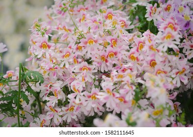 A High Angle Closeup Shot Of Beautiful A Bush Of Pink Flowers