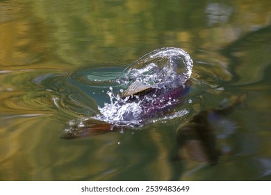 A high angle closeup shot of a rainbow trout fish swimming in a lake - Powered by Shutterstock