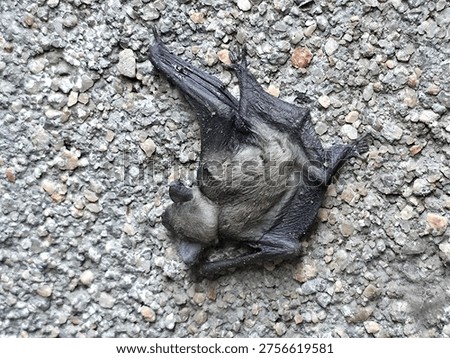 High angle close-up shot of a small brown bat lying on a rough gray stone and gravel pavement background.