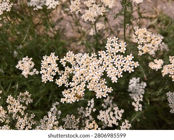 High angle close-up of a sweat bee from the Halictidae family pollinating white yarrow flowers.