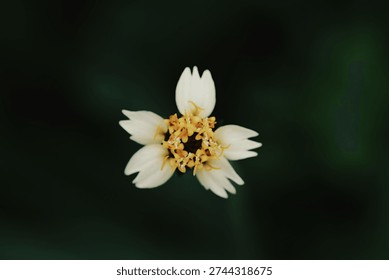 High angle close-up of a tiny white wildflower with a yellow center (Coatbuttons or Tridax procumbens) blooming against a dark, moody blurred green background.