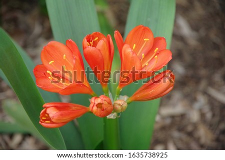 High angle close-up view of a blooming Clivia plant