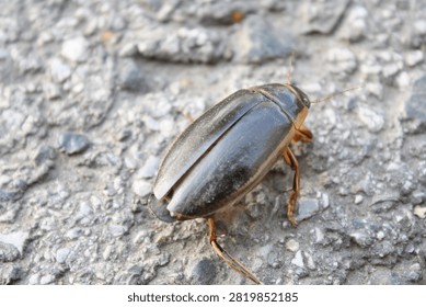 High angle diagonal shot of a large water beetle crawling on asphalt
