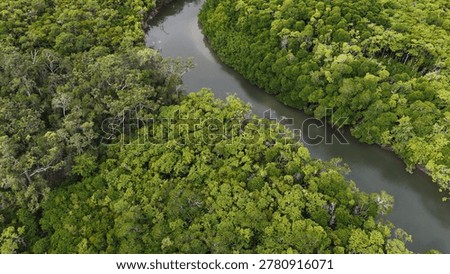 High angle drone shot of a calm river flowing through lush green mangrove forest.