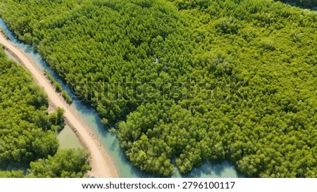 High angle drone shot of dense green mangroves bordering a narrow tropical waterway.
