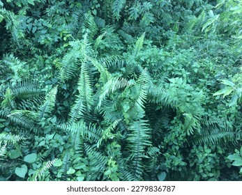 high angle fern green background - Shutterstock ID 2279836787
