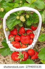 High angle flat lay shot of a decorative white wicker basket filled to the brim with ripe red strawberries. The container rests on dry straw mulch framed by green leaves. A small beautiful crop of