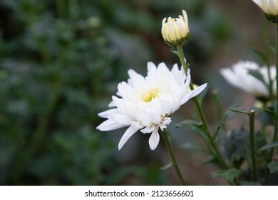 High Angle Focus Beautiful White Mum Flower In The Garden Tree. Spring Flower Natural View.