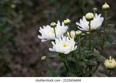 High Angle Focus Beautiful White Mum Flower In The Garden Tree. Spring Flower Natural View.