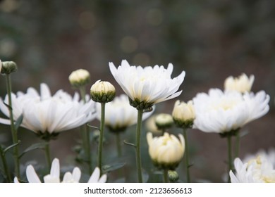 High Angle Focus Beautiful White Mum Flower In The Garden Tree. Spring Flower Natural View.