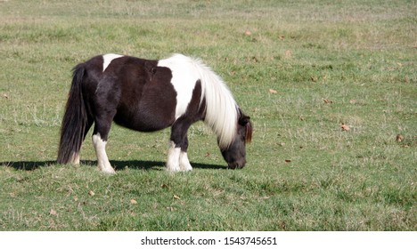 High angle front view of a cute black and white mini horse grazing
