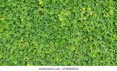 High angle full frame background of Arachis pintoi, also known as Pinto Peanut. A vibrant green perennial legume used as decorative groundcover and forage, featuring tiny bright yellow flowers and dense clover like leaves.