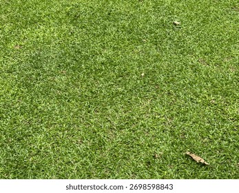 A high angle full frame close up view of a perfectly manicured bright green lawn or turf showing dense healthy blades of grass Ideal for use as a seamless natural background or texture element